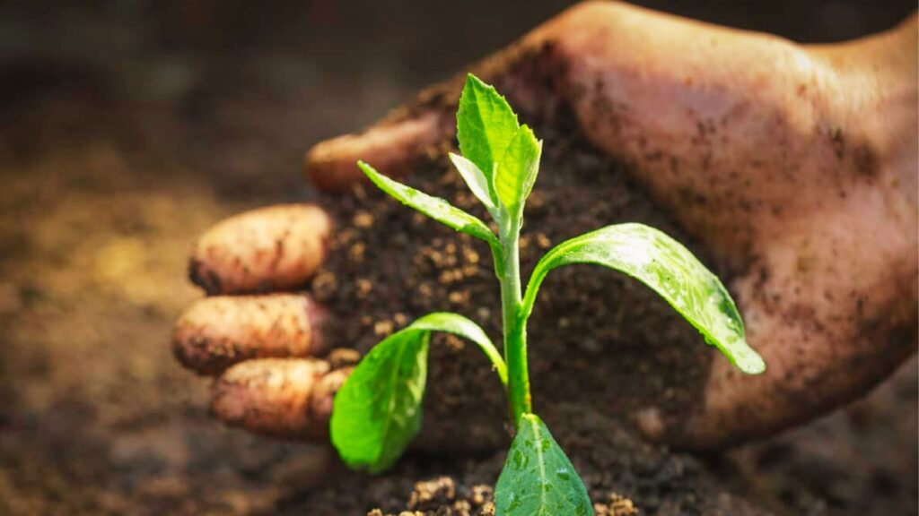 Soil Quality Affects Plant Growth