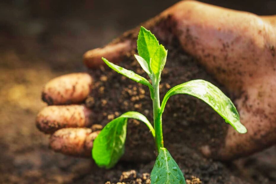 Soil Quality Affects Plant Growth